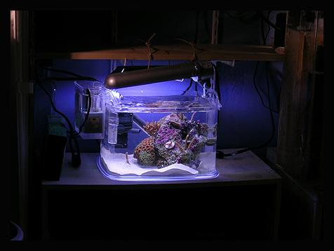 pico tank fish freshwater