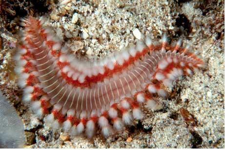what eays flat worms in a saltwater aquariums