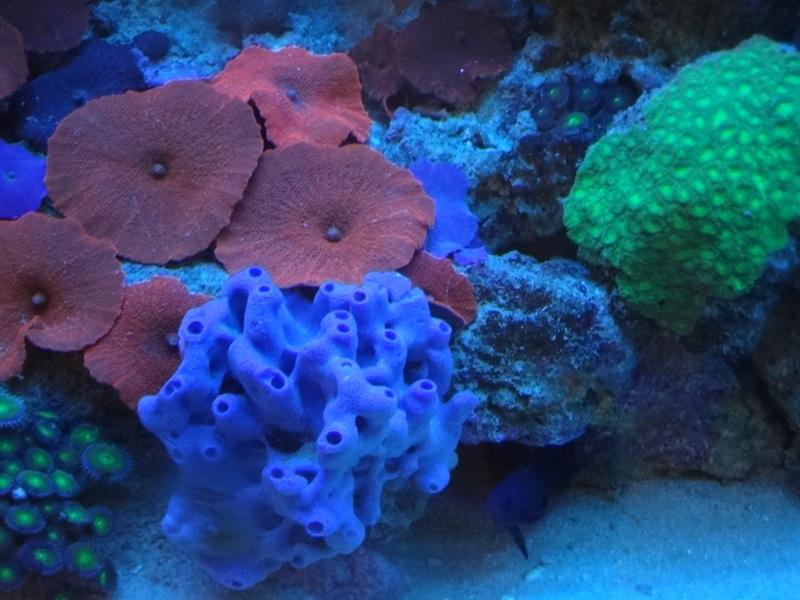 How To Look After Sea Sponges - My Reef